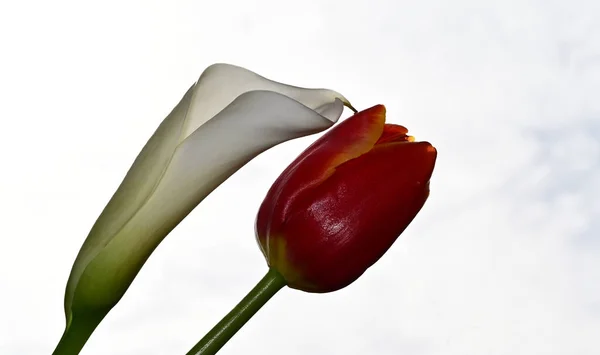 Schöne Blumen Auf Blauem Himmel Hintergrund — Stockfoto