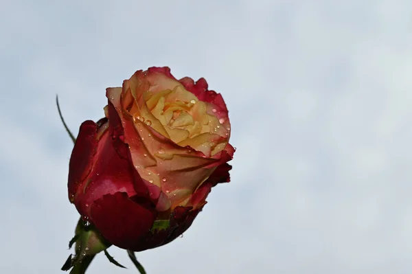 Křehké Růžové Květy Modrém Pozadí Oblohy — Stock fotografie