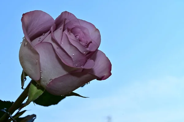 Krásný Růžový Květ Pozadí Oblohy Letní Koncept Zblízka — Stock fotografie