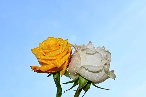 Belas Rosas Flores Fundo Céu Azul — Fotografia de Stock