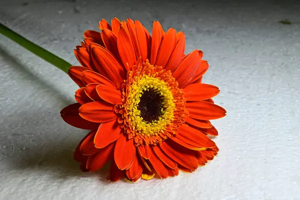 Gros Plan Une Fleur Gerbera — Photo