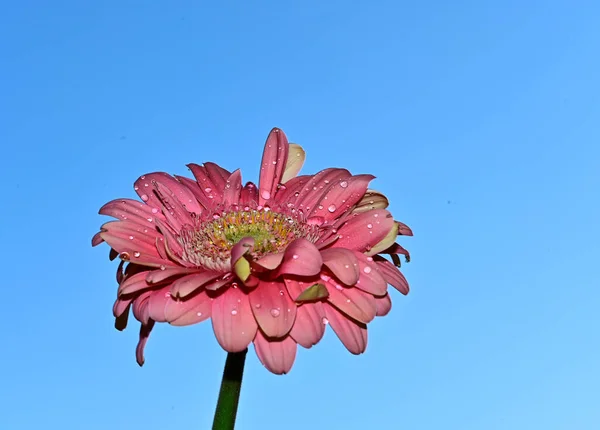 Close Gerbera Flower Blue Sky Background — Stock Photo, Image