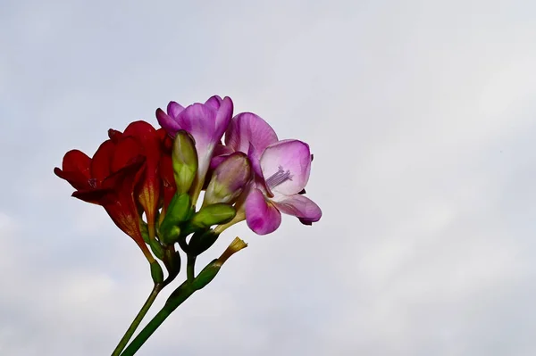 배경에 아름다운 꽃다발들 — 스톡 사진
