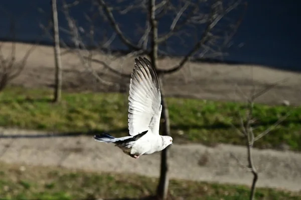 Güneşli Bir Günde Ağaçların Yanında Uçan Beyaz Kuş — Stok fotoğraf