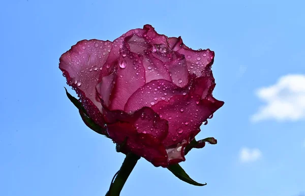 Beautiful Flowers Blue Sky Background — Stock Photo, Image