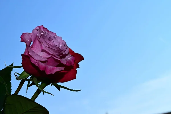 Bunga Yang Indah Latar Langit Biru — Stok Foto