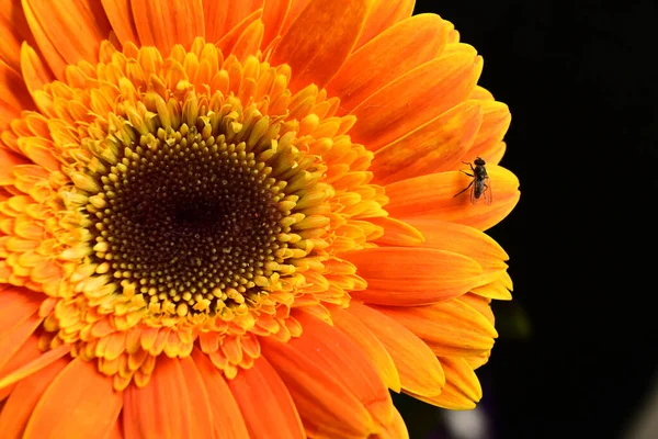 Piękna Gerbera Ciemnym Tle Koncepcja Latem Widok Bliska — Zdjęcie stockowe