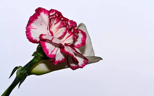 beautiful carnation and calla flowers on sky background, summer concept, close view