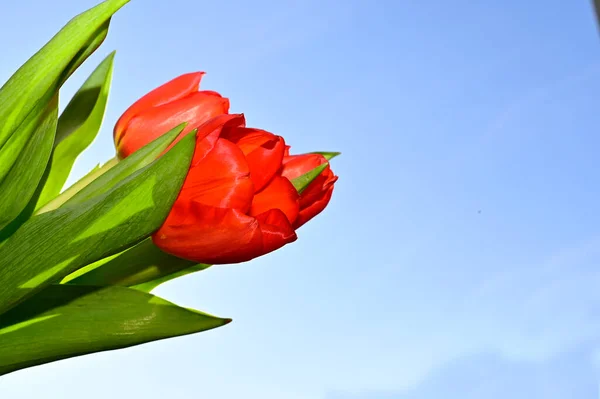 Helle Blumen Auf Blauem Himmel Hintergrund — Stockfoto