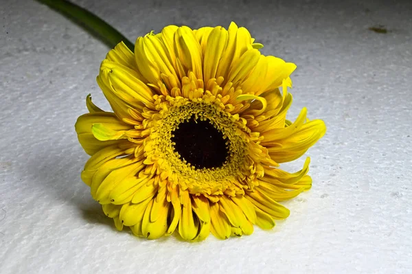 Красива Квітка Гербери Світлому Фоні Літня Концепція Вид Крупним Планом — стокове фото