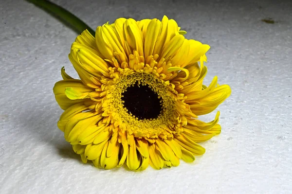 Beautiful Gerbera Flower Light Background Summer Concept Close View — Stock Photo, Image