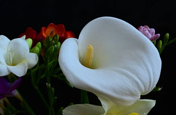 Bouquet Beautiful Flowers Dark Background Summer Concept Close View — Stock Photo, Image