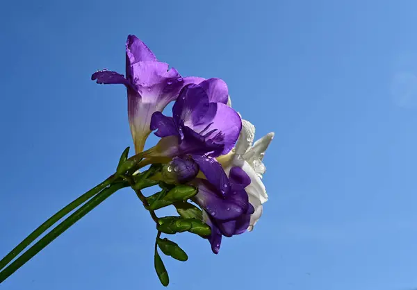 Fleurs Fragiles Fleurissent Sur Fond Bleu Ciel — Photo