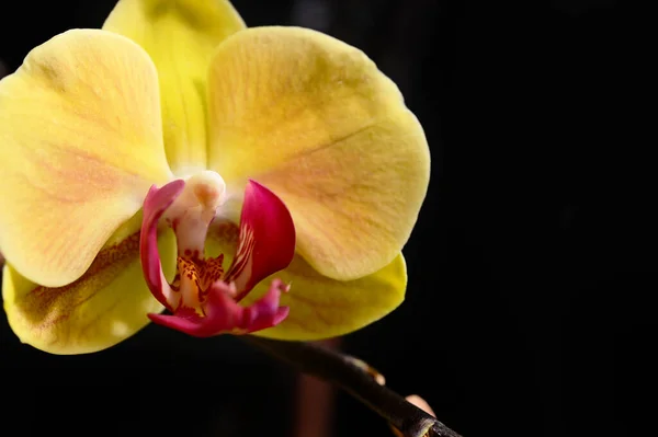 Zachte Bloemen Zwarte Achtergrond Close — Stockfoto