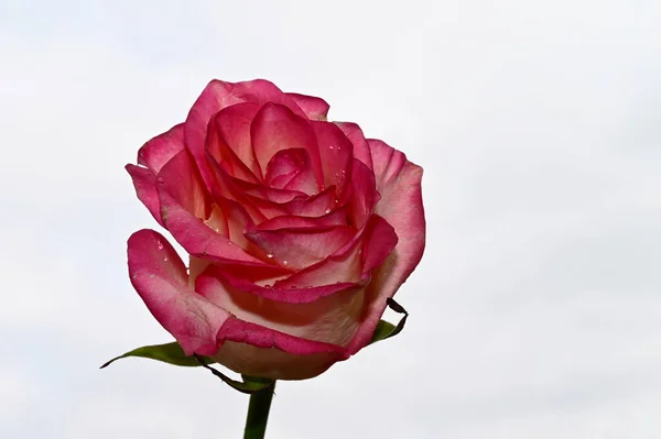 Хрупкий Цветок Розы Голубом Фоне Неба — стоковое фото