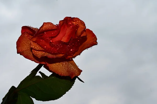 Beautiful Rose Flower Sky Background Summer Concept Close View — Stock Photo, Image