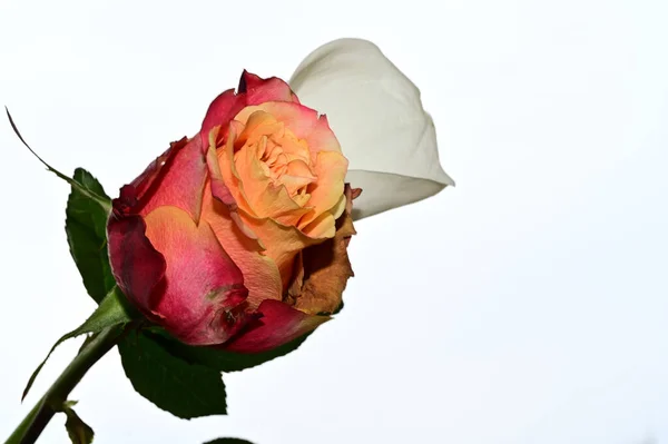 Bela Rosa Flores Calla Fundo Céu Conceito Verão Vista Perto — Fotografia de Stock