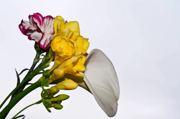 Kleurrijke Bloemen Bloeien Blauwe Lucht Achtergrond — Stockfoto