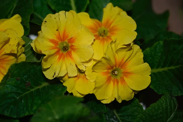 Belas Flores Crescendo Jardim Verão Dia Ensolarado — Fotografia de Stock