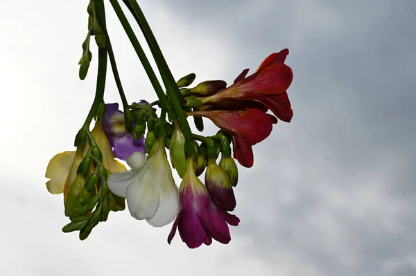 Vackra Blommor Blå Himmel Bakgrund — Stockfoto