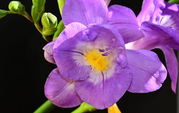 Bellissimi Fiori Sfondo Scuro Concetto Estivo Vista Vicino — Foto Stock