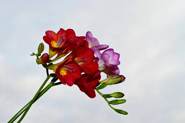 Vacker Bukett Blommor Blå Himmel Bakgrund — Stockfoto