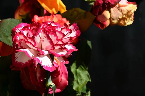 Belas Rosas Crescendo Jardim Verão Dia Ensolarado — Fotografia de Stock