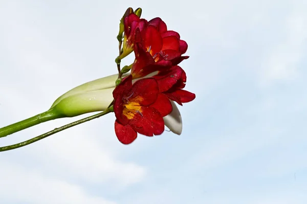 Flores Coloridas Florescem Fundo Céu Azul — Fotografia de Stock