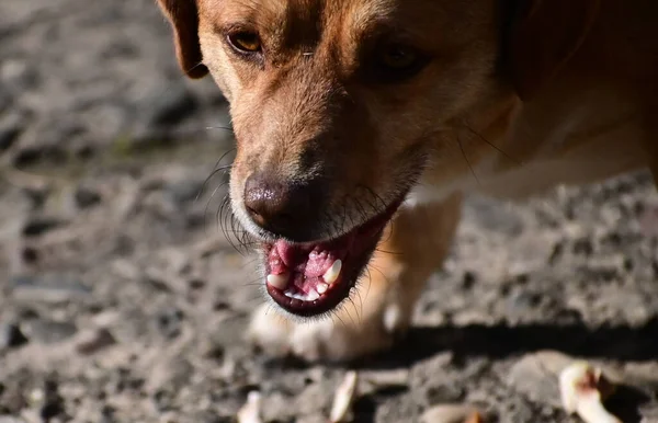 Милая Собака Весело Проводит Время Свежем Воздухе Летний День — стоковое фото