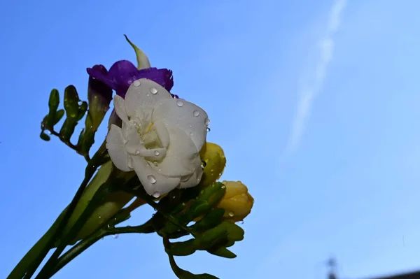 Belas Flores Fundo Céu Azul — Fotografia de Stock