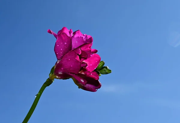 Bräckliga Blommor Blomma Blå Himmel Bakgrund — Stockfoto