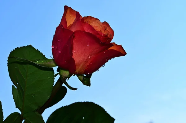 Mavi arka planda güzel çiçekler