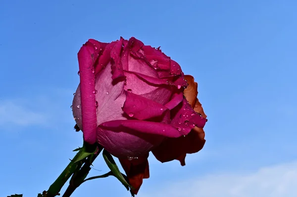 Bright Roses Blue Sky Background — Stock Photo, Image