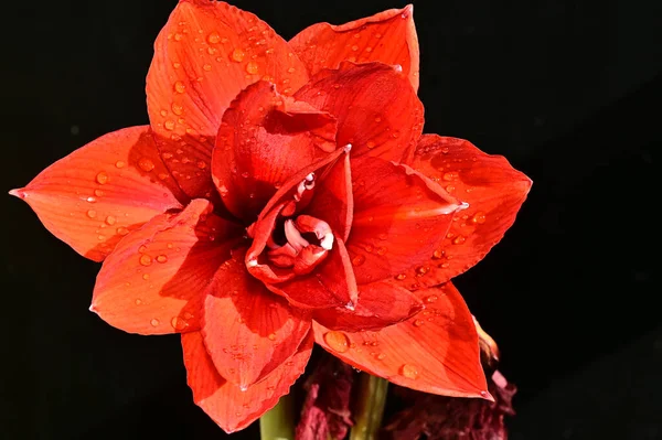 Schöne Rote Blume Auf Schwarzem Hintergrund — Stockfoto