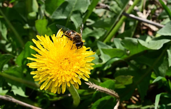 Abeille Sur Beau Pissenlit Poussant Dans Jardin Journée Ensoleillée Été — Photo