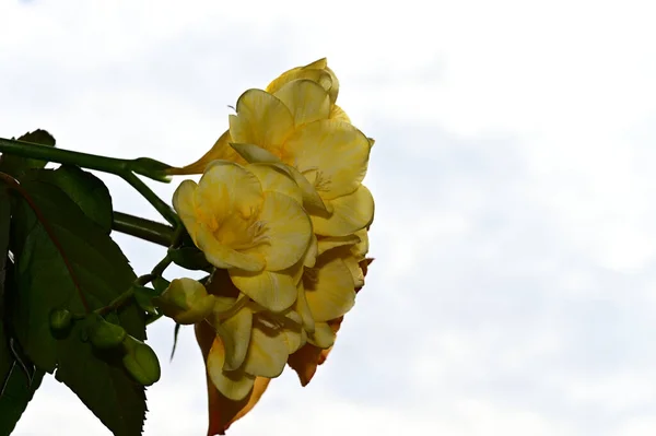 Красивий Букет Квітів Фоні Блакитного Неба — стокове фото