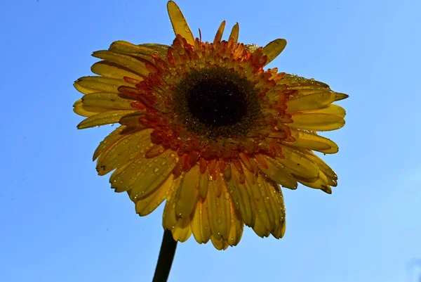 Belles Fleurs Sur Fond Ciel Bleu — Photo