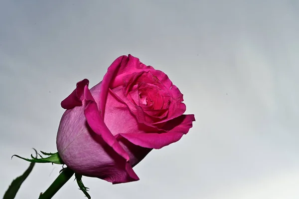 Барвисті Квіти Розквітнуть Фоні Блакитного Неба — стокове фото