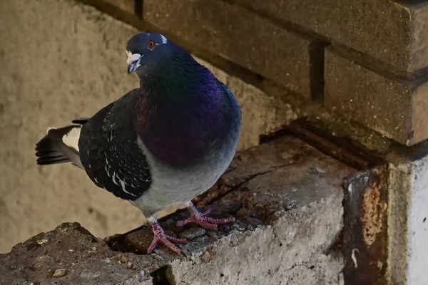 Pequeno Pombo Bonito Sentado Livre Vista Perto — Fotografia de Stock