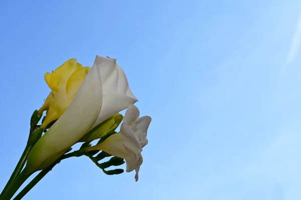 Hermoso Ramo Flores Sobre Fondo Azul Cielo —  Fotos de Stock