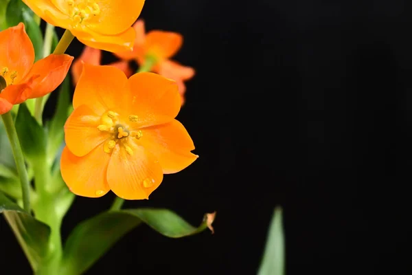 暗い背景に美しい花夏のコンセプト近景 — ストック写真