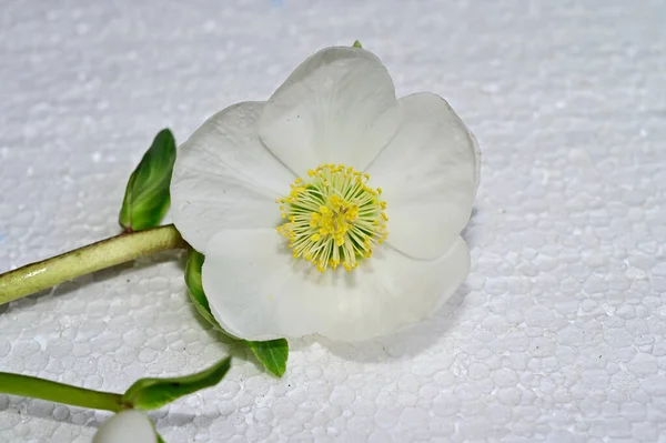 Piękny Kwiat Jasnym Tle Koncepcja Latem Widok Bliska — Zdjęcie stockowe