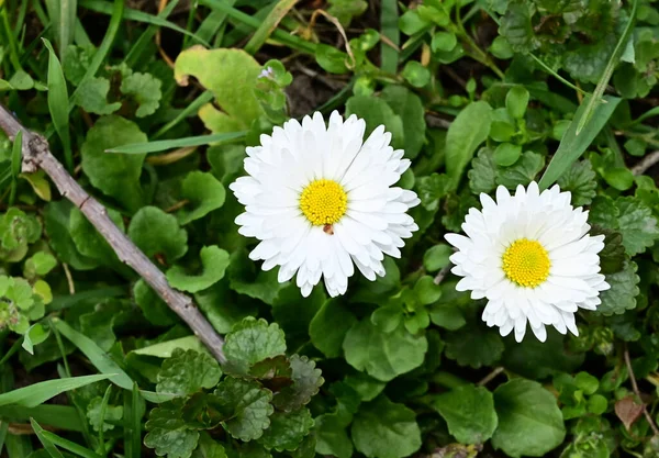 Hermosas Flores Que Crecen Jardín Verano Día Soleado —  Fotos de Stock