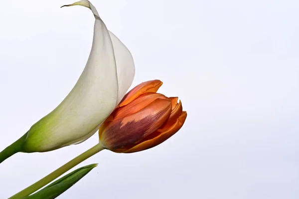 Красивые Цветы Тюльпан Калла Фоне Неба Летняя Концепция Близкий Вид — стоковое фото