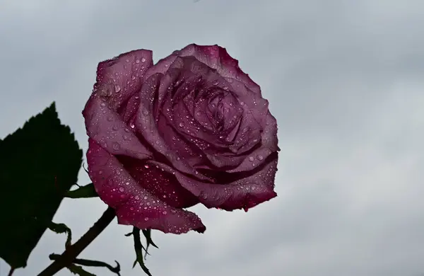 Bela Rosa Flor Fundo Céu Conceito Verão Vista Perto — Fotografia de Stock