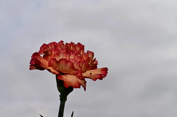 Fragile Nelkenblüte Auf Blauem Himmel Hintergrund — Stockfoto