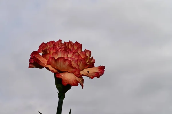 Fleur Oeillet Fragile Sur Fond Ciel Bleu — Photo