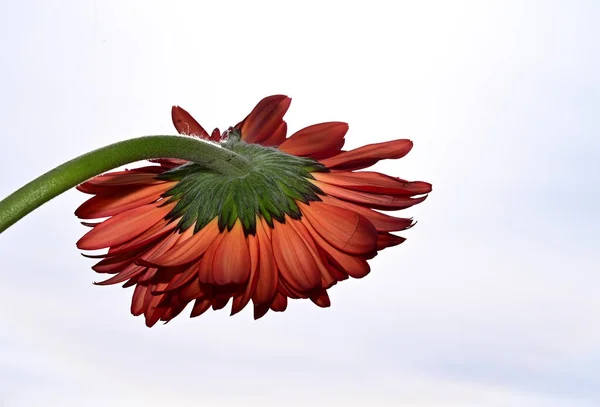 Mavi arka planda renkli çiçekler açar.