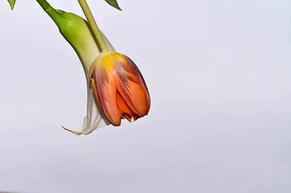Beautiful Tulip Calla Flowers Sky Background Summer Concept Close View — Stock Photo, Image