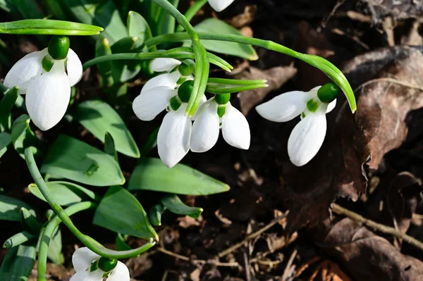 Hermosas Flores Que Crecen Jardín Verano Día Soleado — Foto de Stock